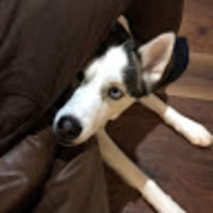 Meet your Posher, Jamal